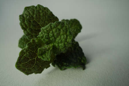mint freshly cut branch of green fragrant mint isolated on white background bio mint macro close up...
