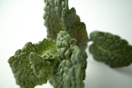 mint freshly cut branch of green fragrant mint isolated on white background bio mint macro close up...