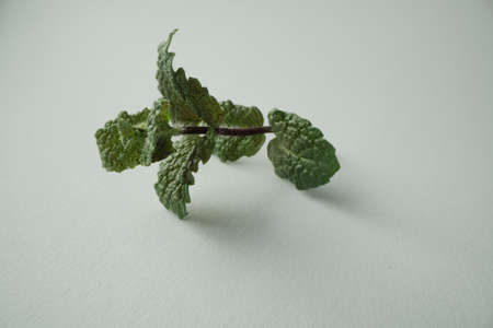 mint freshly cut branch of green fragrant mint isolated on white background bio mint macro close up photoの写真素材