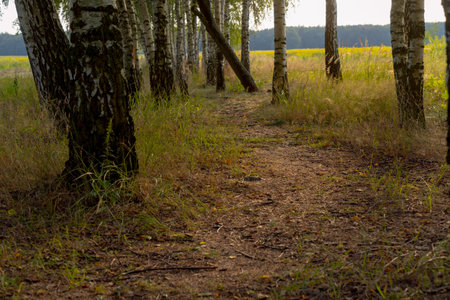 a view of the path along the birch plantation bends between the tree trunks along the edges green trampled grass a beautiful view of the landscape at sunset in the summer timeの写真素材