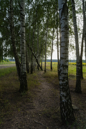 a view of the path along the birch plantation bends between the tree trunks along the edges green trampled grass a beautiful view of the landscape at sunset in the summer timeの写真素材
