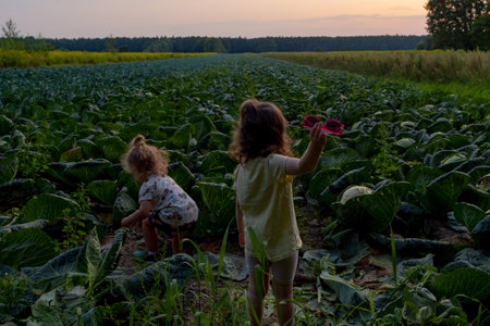 two little girls are playing in the cabbage field at sunset in the summer time against the background of a beautiful skyの写真素材