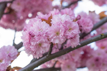pink sakura blossom close up view of tree branch covered with small delicate flowers with single green sakura leaves photo in early spring very beautiful flowersの写真素材