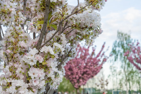 white sakura blossom close up view of tree branch covered with small delicate flowers with single green sakura leaves photo in early spring very beautiful flowersの写真素材