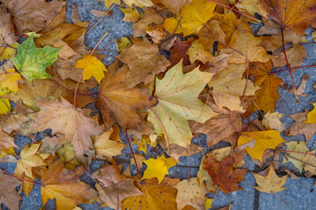 yellow fallen maple leaves on natural stone cobblestone top view autumn background in early October...