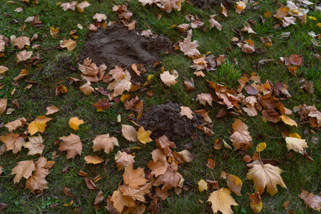 mound of earth dug by a mole among green grass and yellow fallen leaves close-up photo during the day in autumn, a view of a mole burrowの写真素材