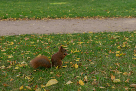 a squirrel hides a nut in the ground among green grass and yellow leaves in the park in autumnの写真素材