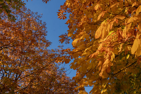 bottom view of a tree with yellow and orange maple and chestnut leaves against a blue sky in autumnの写真素材
