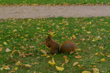 a squirrel hides a nut in the ground among green grass and yellow leaves in the park in autumnの写真素材
