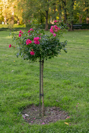 trees bushes blooming pink rose with small flowers in the park in sunny weather on the background of green grassの写真素材