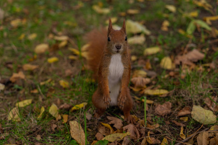 red squirrel looking at the camera close-up front view of a squirrel sitting on its hind legs in the middle of yellow fallen leaves on green grassの写真素材
