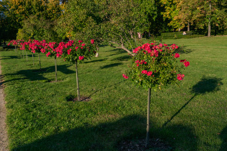 trees bushes blooming pink rose with small flowers in the park in sunny weather on the background of green grassの写真素材