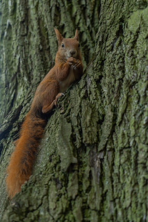 a squirrel sitting on a tree eating nuts close-up on the background of tree bark and looking at the cameraの写真素材