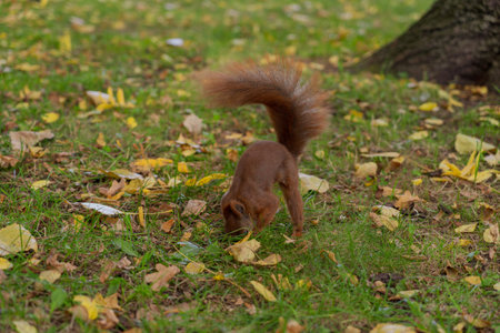 a squirrel hides a nut in the ground among green grass and yellow leaves in the park in autumn
