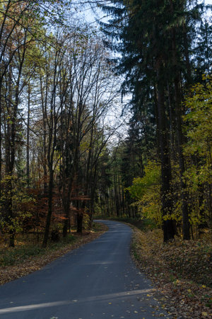 view of the alley between tall trees in autumnの写真素材