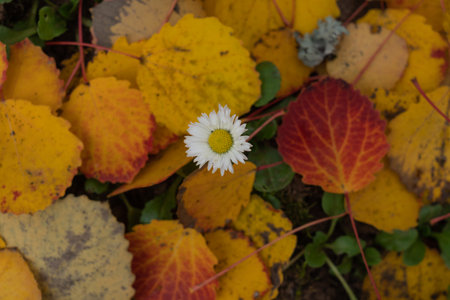 white daisy flower among yellow fallen birch leaves photo from above close-upの写真素材