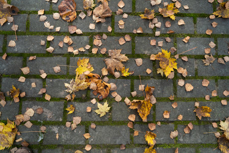 top view of fallen yellow leaves on cobblestonesの写真素材