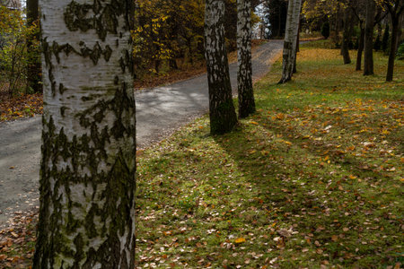 view of the alley from the birch trees across the road in autumn, yellow leaves are scattered around the trunksの写真素材