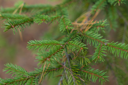 spruce branches with green needlesの写真素材