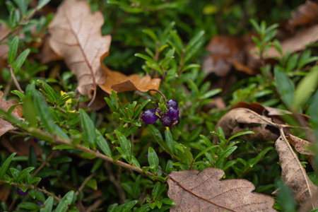 Lonicera nitida berries are evergreen on a bush with dry fallen yellow oak leaves in autumnの写真素材