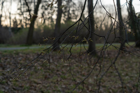 branches of a tree with young buds in early spring in cloudy weatherの写真素材