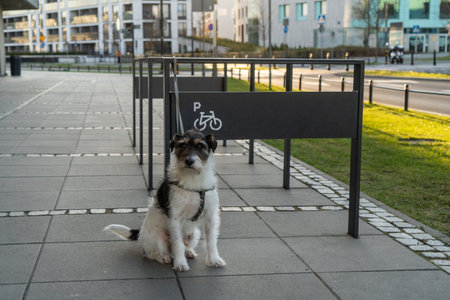 a dog is waiting for its owner a dog is tied to a bicycle parking lot on one of the streets of the cityの写真素材
