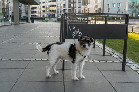 a dog is waiting for its owner a dog is tied to a bicycle parking lot on one of the streets of the cityの写真素材