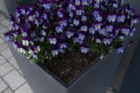 small purple Pansy violets with white centers are growing in a pot outsideの写真素材