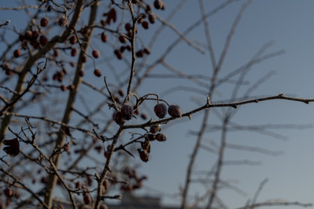 a branch with berries covered with frost against a blue sky in frosty sunny weather in winter
