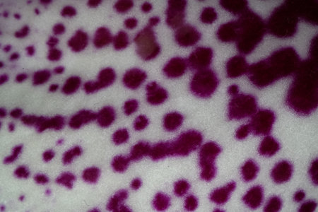 texture of white orchid petal with purple dots macro photoの写真素材