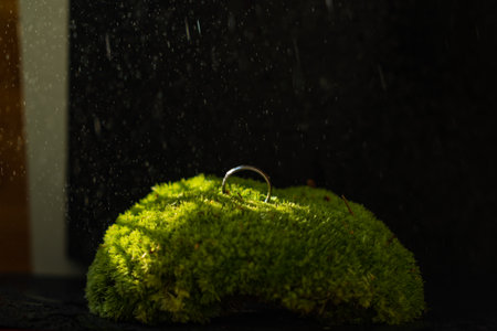 natural moss with a silver wedding ring on a black backgroundの写真素材