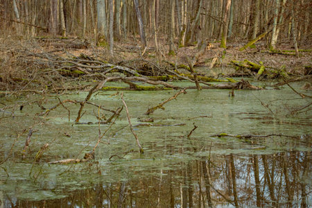 Old tree in the forest with moss on the trunk and green leavesの写真素材