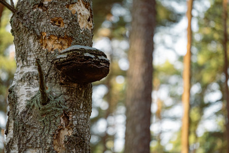 Tapping mushrooms on the trunk of a tree in the forest.