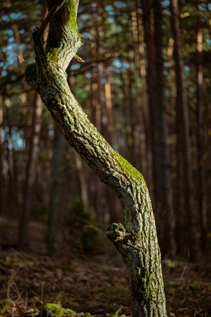 Old tree in the forest with moss on the trunk and green leavesの写真素材