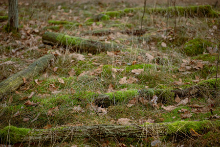 autumn forest with old tree trunks covered with moss and fallen leavesの写真素材