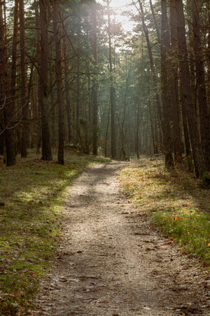 Pathway in the autumn forest with sun rays passing through the treesの写真素材