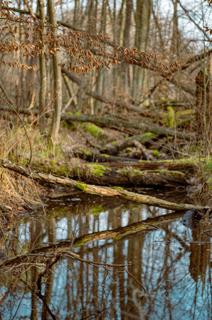 fallen dry tree trunks and branches in a swamp in the forest in autumn colors
