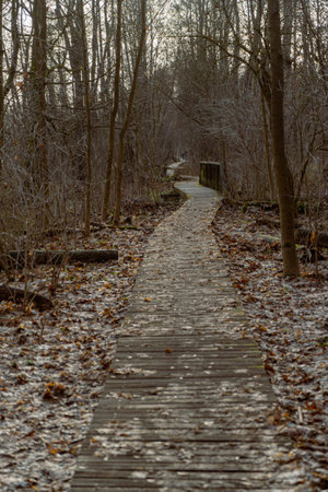 Wooden walkway in the forest. Path in the woods.