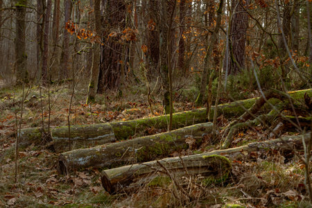 Old broken tree in the autumn forest. Shallow depth of field.