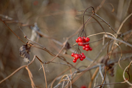 Red viburnum berries on a branch in the autumn forestの写真素材