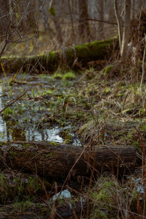 fallen dry tree trunks and branches in a swamp in the forest in autumn colorsの写真素材