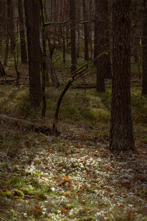 beautiful autumn colored forest with tree trunks and green foliage. Latviaの写真素材