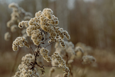 beautiful dry grass in the meadow in winter, close up