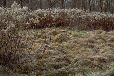 Dry reed in a field in early spring. landscape.の写真素材