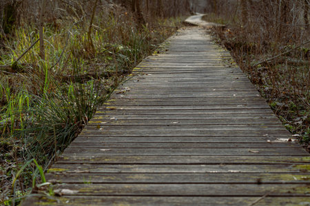 wooden walkway in the forest. The path is made of wood.の写真素材