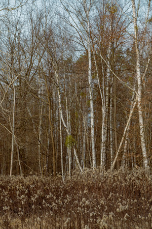 beautiful autumn colored forest with tree trunks and green foliage. Latviaの写真素材