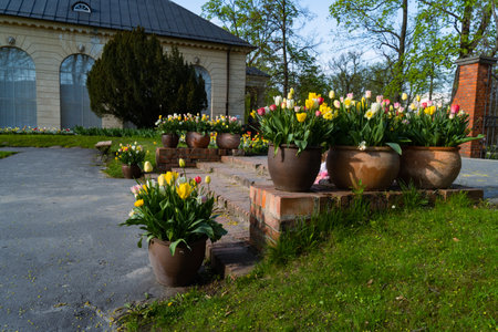 Colorful tulips in pots in the garden. spring landscape.の写真素材