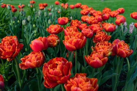 Tulips. beautiful tulips. colorful tulips. tulips in spring, colorful tulipsの写真素材
