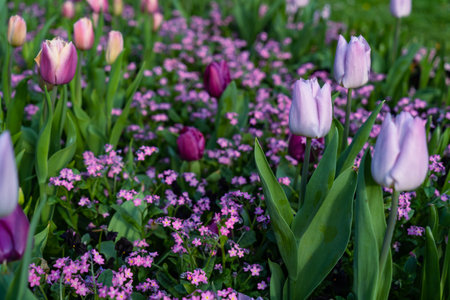 Spring flowers series, beautiful purple tulips with green leaves in the gardenの写真素材