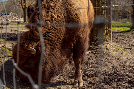 Bison in a cage on a farm. Bison in captivity.の写真素材